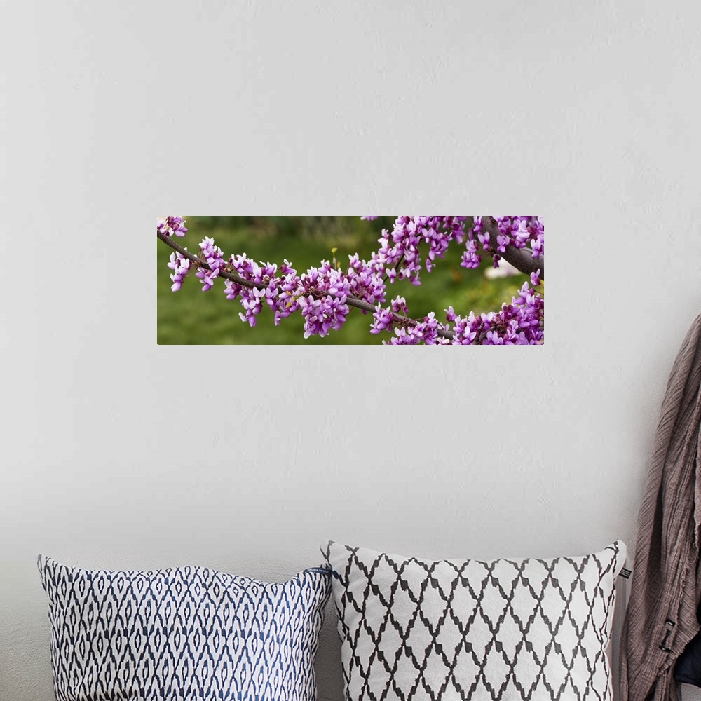 A bohemian room featuring Close up of redbud tree blossoms