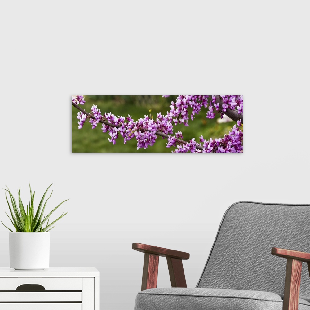 A modern room featuring Close up of redbud tree blossoms