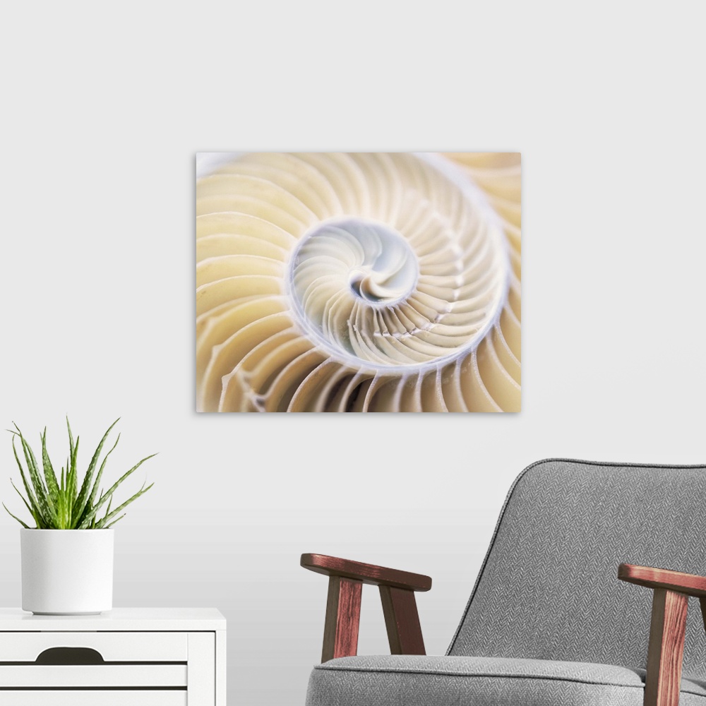 A modern room featuring Close up of shell