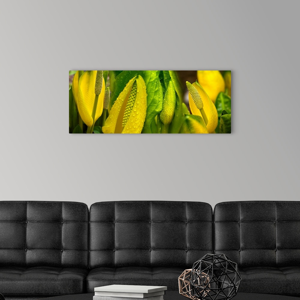 A modern room featuring Close-up of skunk cabbage (symplocarpus foetidus )
