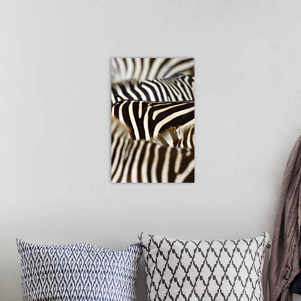 A bohemian room featuring Up-close photograph of tonal pattern on zebras.