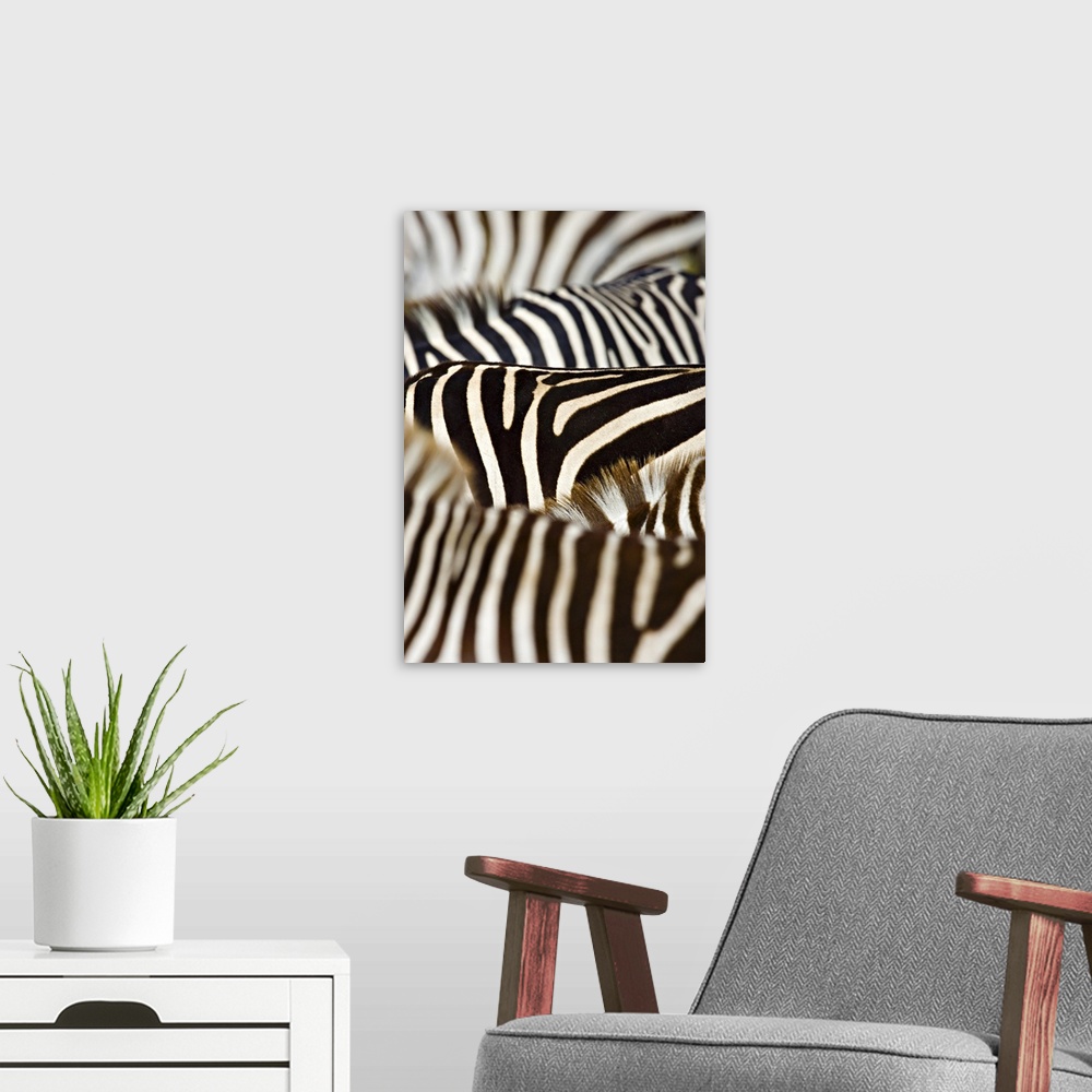 A modern room featuring Up-close photograph of tonal pattern on zebras.