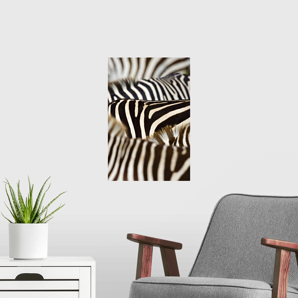 A modern room featuring Up-close photograph of tonal pattern on zebras.