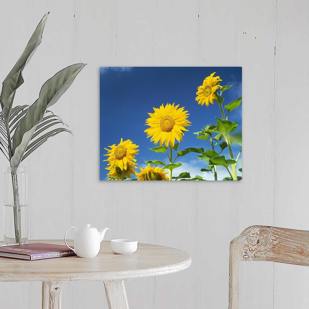 A farmhouse room featuring Close up of sunflowers (Helianthus annuus), Japan