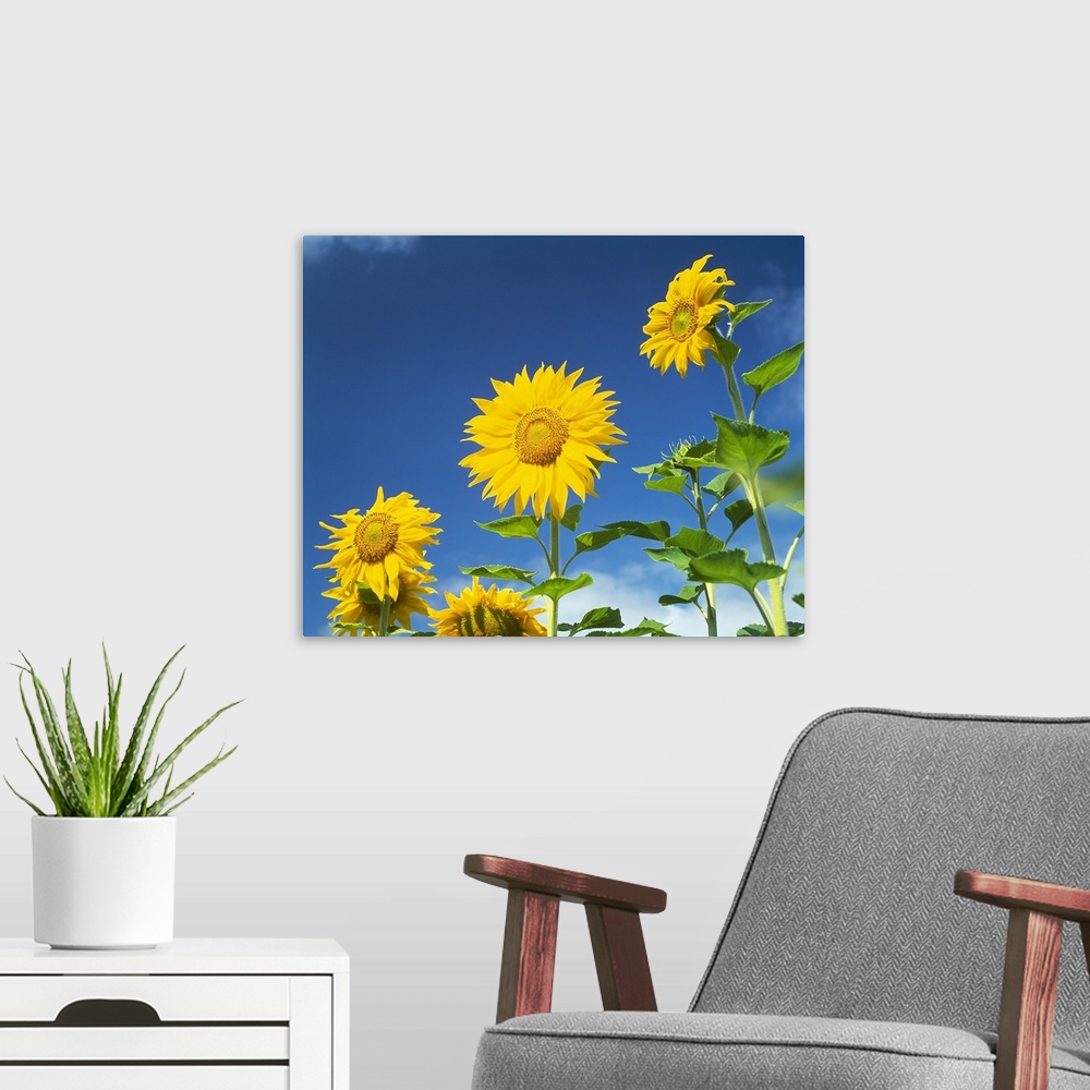 A modern room featuring Close up of sunflowers (Helianthus annuus), Japan