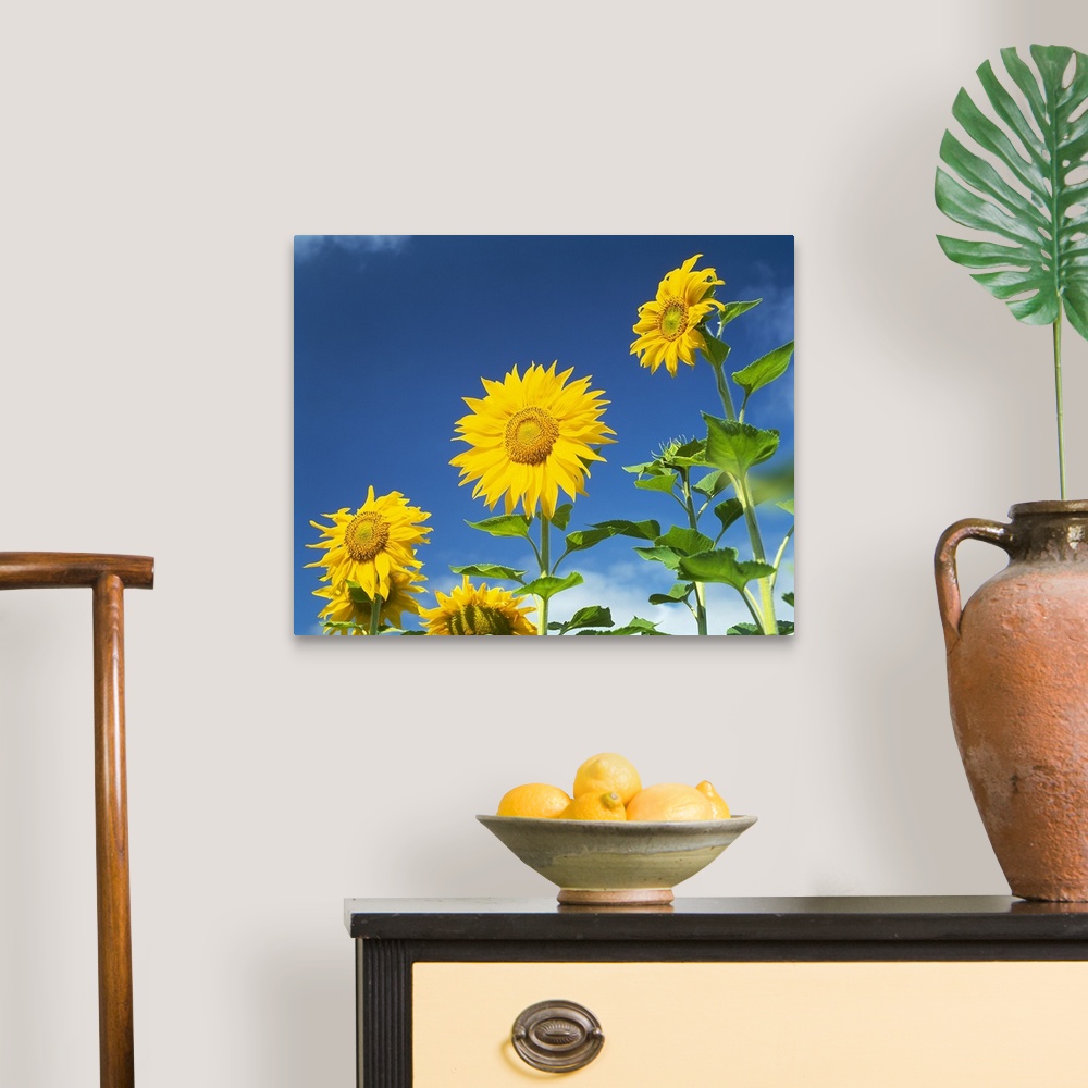 A traditional room featuring Close up of sunflowers (Helianthus annuus), Japan