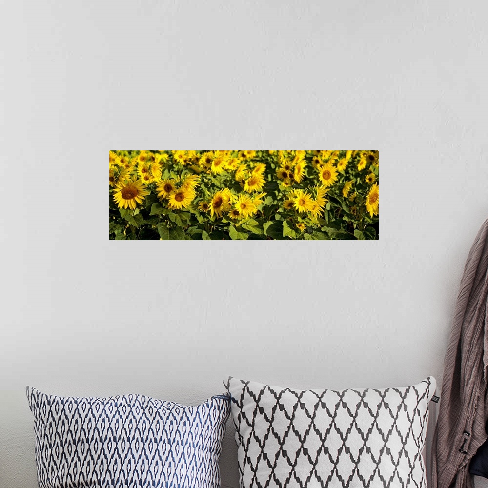 A bohemian room featuring Close-up of sunflowers in a field