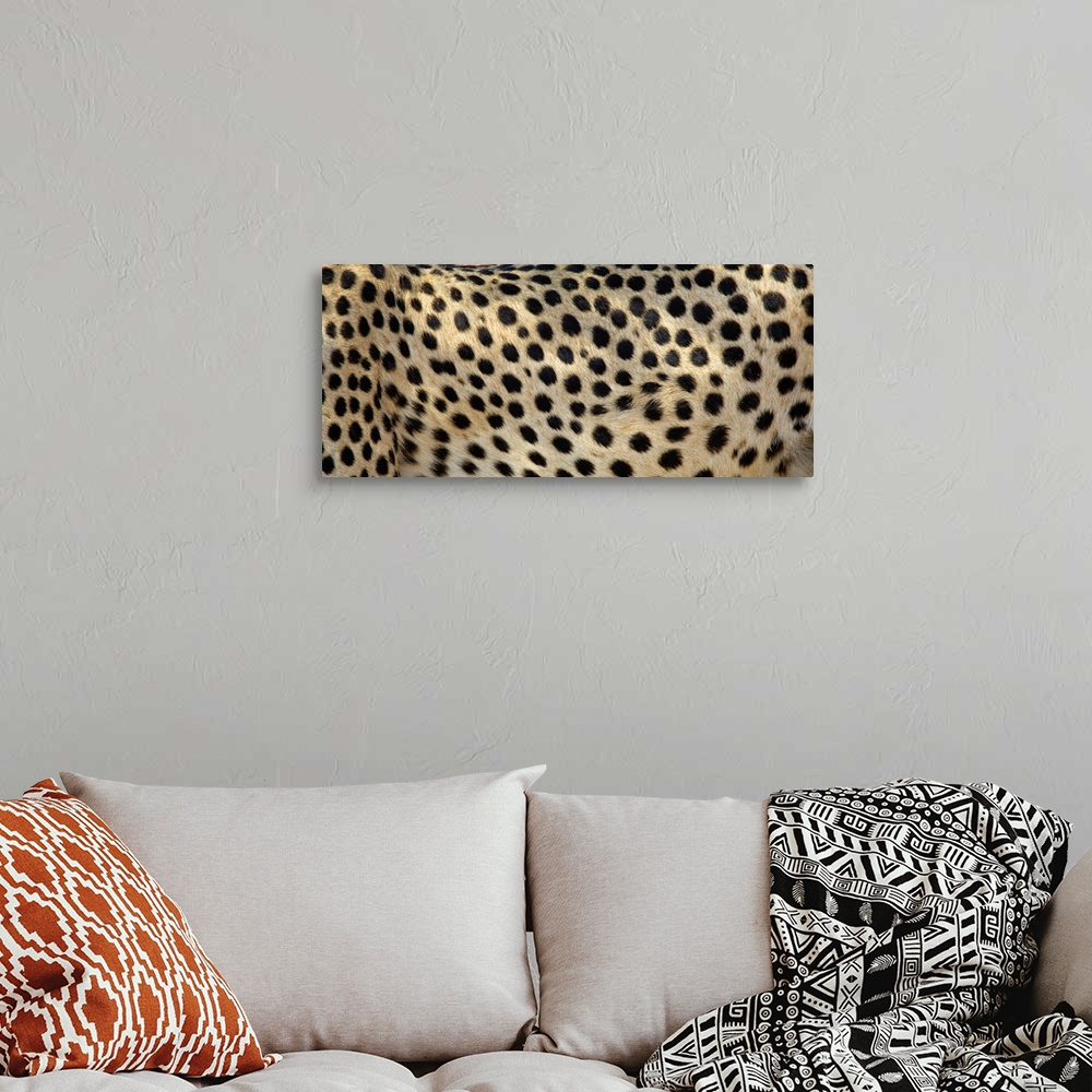 A bohemian room featuring Close-up of the spots on a cheetah