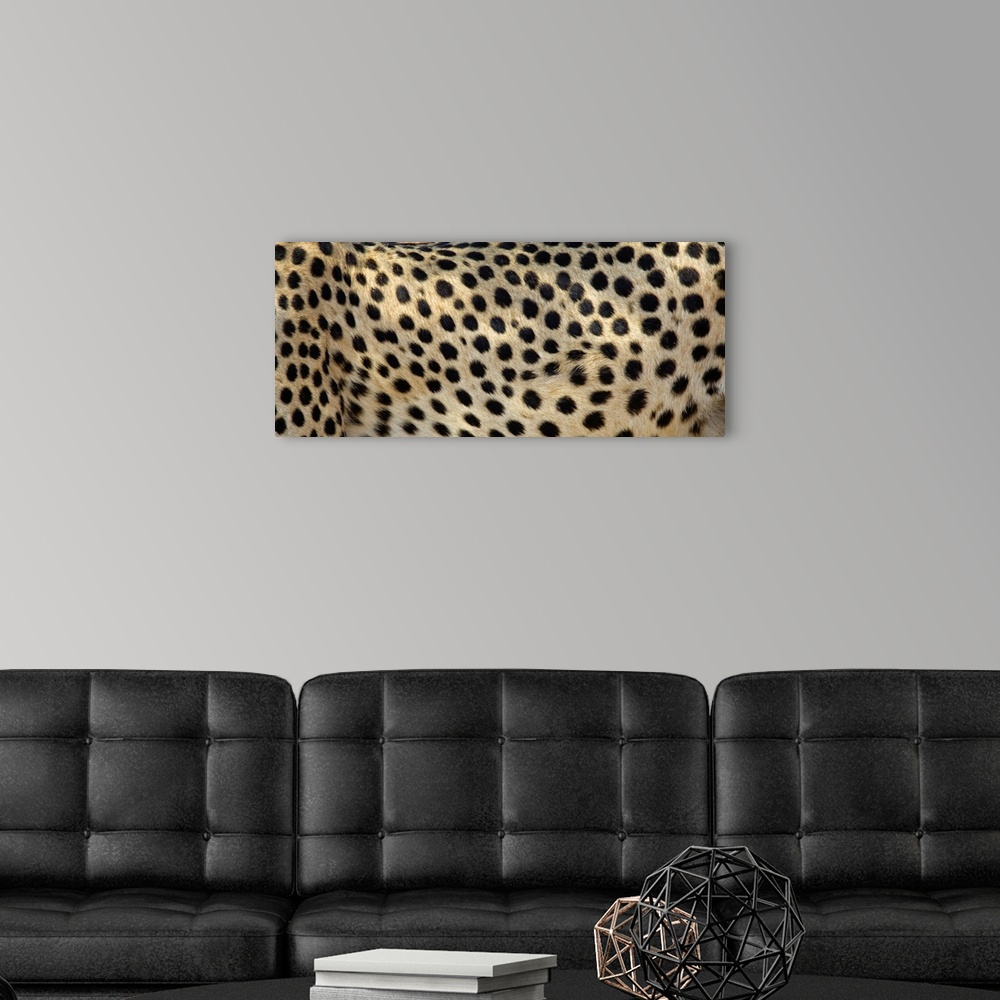 A modern room featuring Close-up of the spots on a cheetah