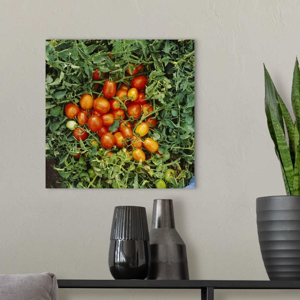 A modern room featuring Close-up of tomatoes, Los Mochis, Mexico
