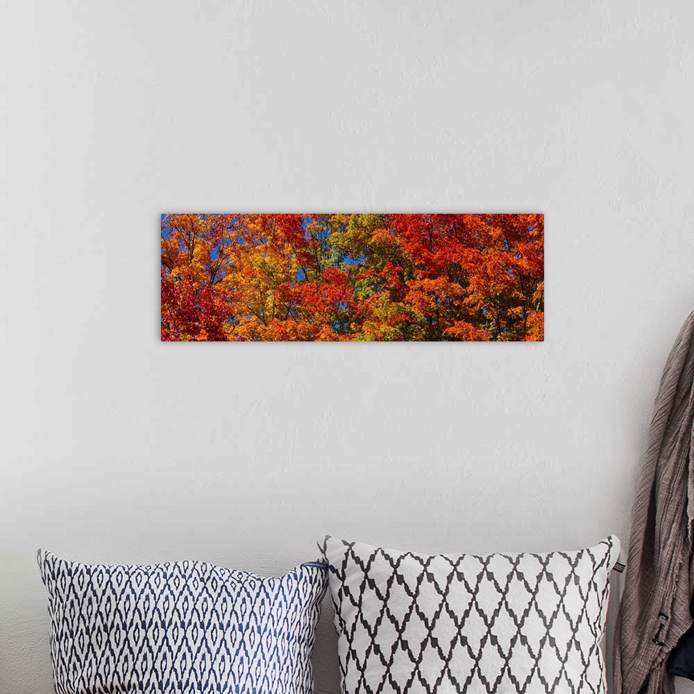 A bohemian room featuring Panoramic photograph focuses on the tops of a giant group of trees displaying their warm Autumn c...