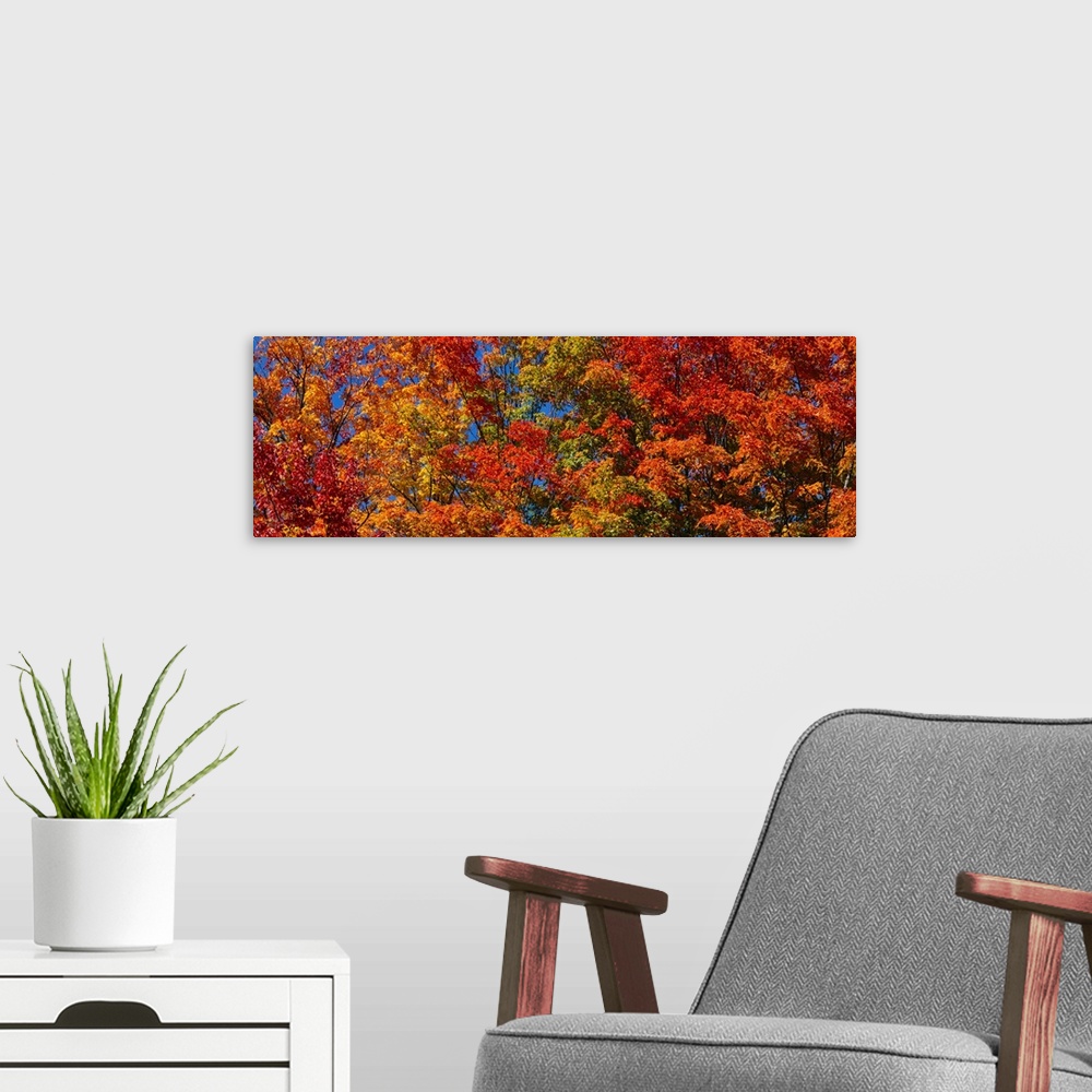 A modern room featuring Panoramic photograph focuses on the tops of a giant group of trees displaying their warm Autumn c...
