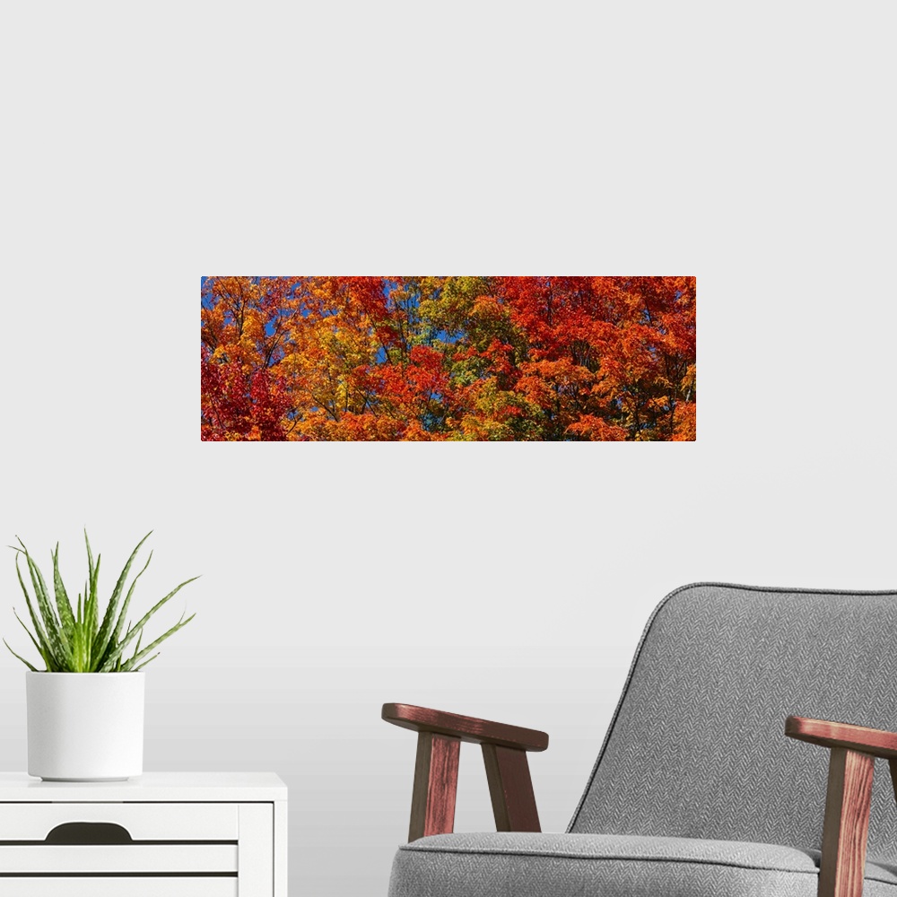 A modern room featuring Panoramic photograph focuses on the tops of a giant group of trees displaying their warm Autumn c...