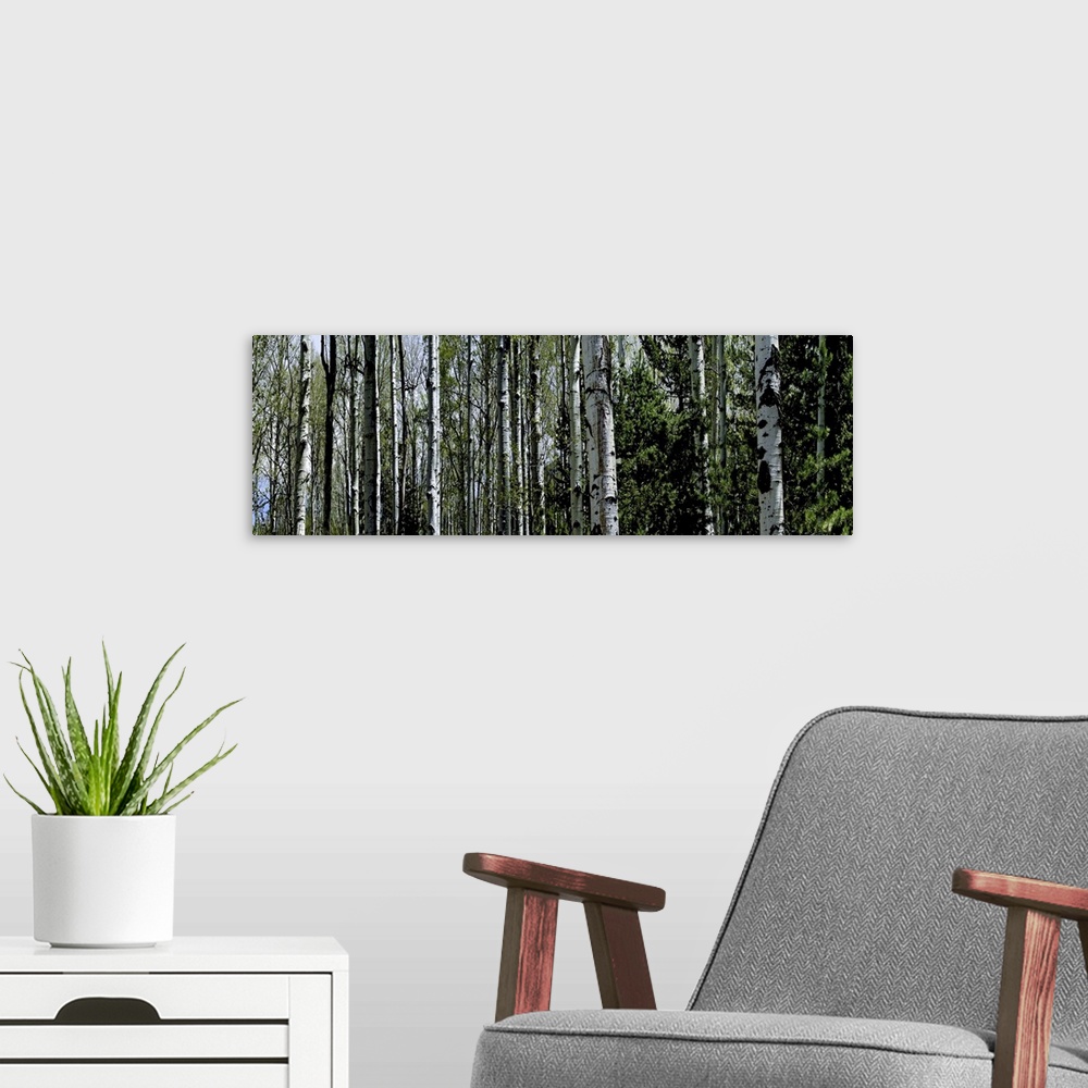 A modern room featuring The trunks of trees are photographed in panoramic view with some tops of trees showing in the bac...