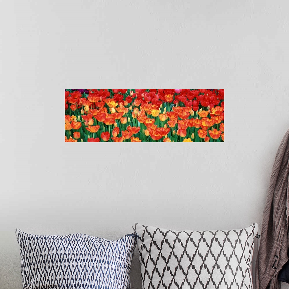 A bohemian room featuring A panoramic photograph of flame colored tulips growing in a flower bed together.