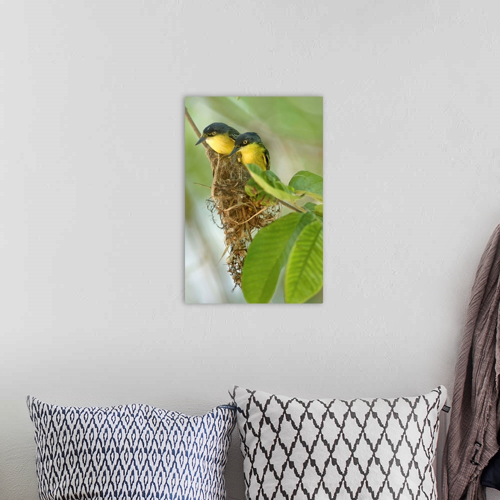 A bohemian room featuring Close-up of two Common Tody-Flycatchers (Todirostrum cinereum), Brazil