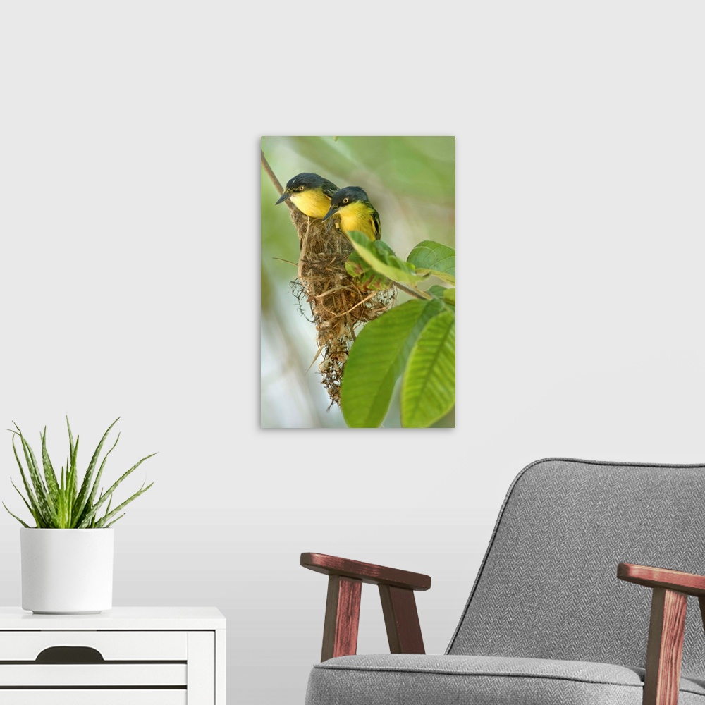 A modern room featuring Close-up of two Common Tody-Flycatchers (Todirostrum cinereum), Brazil