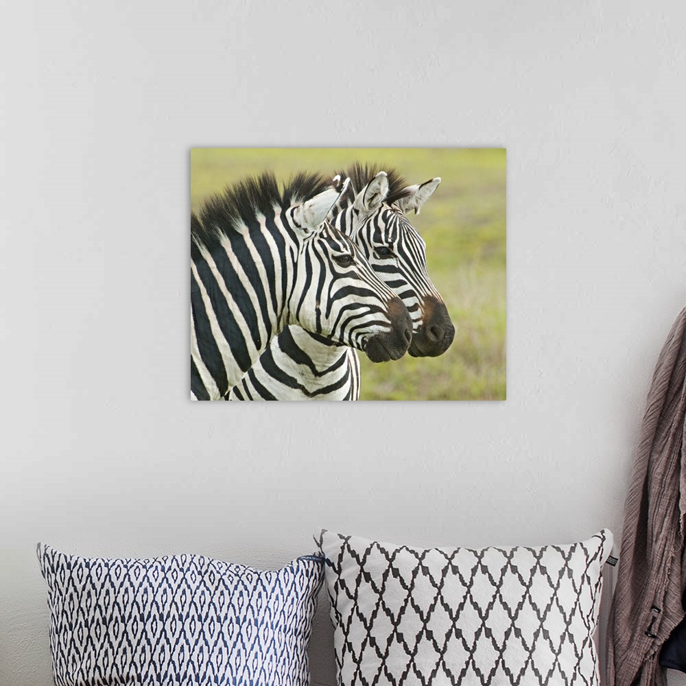 A bohemian room featuring Big photo on canvas of two zebras seen from their neck up next to each other.