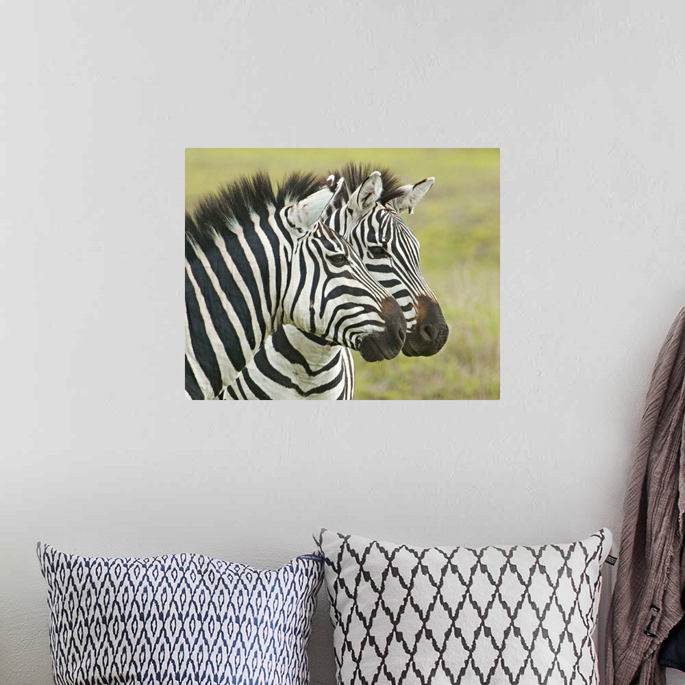 A bohemian room featuring Big photo on canvas of two zebras seen from their neck up next to each other.