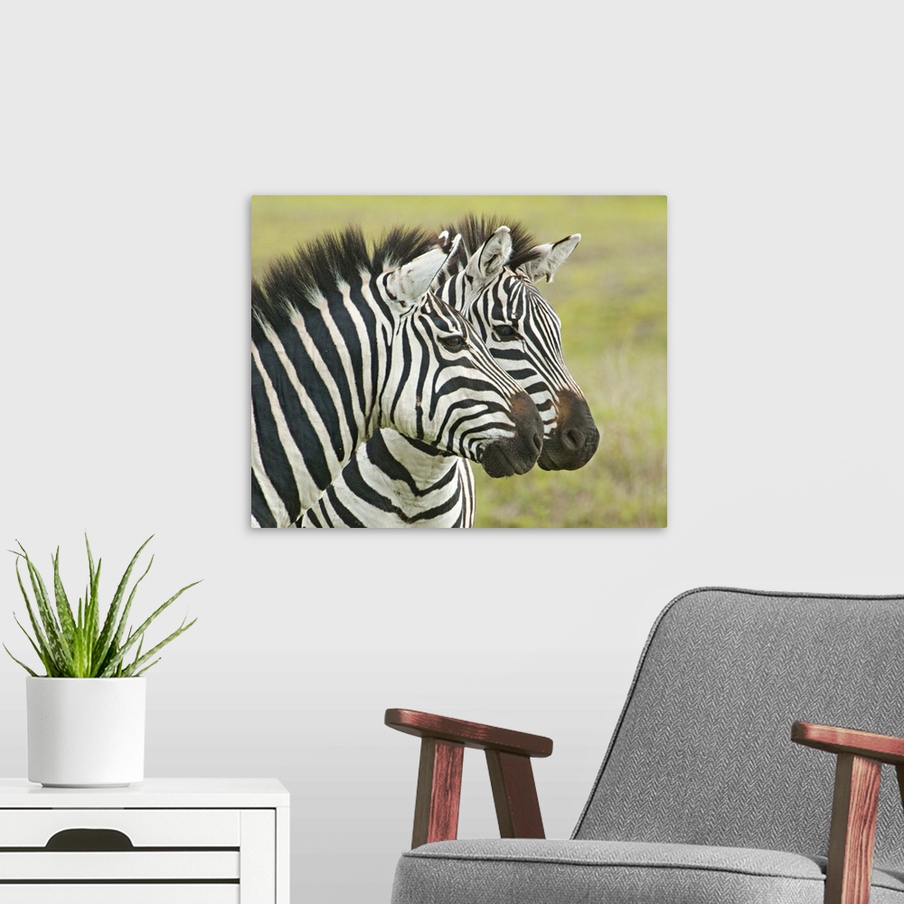 A modern room featuring Big photo on canvas of two zebras seen from their neck up next to each other.
