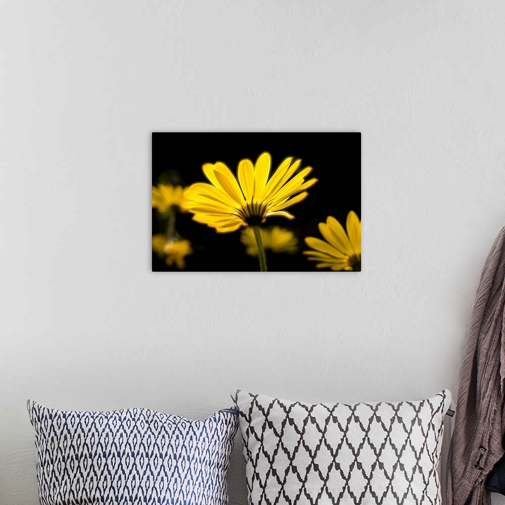 A bohemian room featuring Close-up of Voltage Yellow African Daisy flowers (Voltage Yellow Osteospermum), Florida, USA
