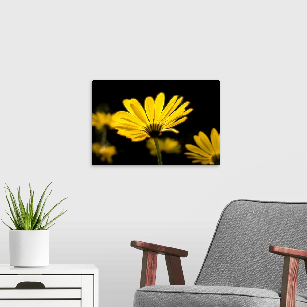 A modern room featuring Close-up of Voltage Yellow African Daisy flowers (Voltage Yellow Osteospermum), Florida, USA