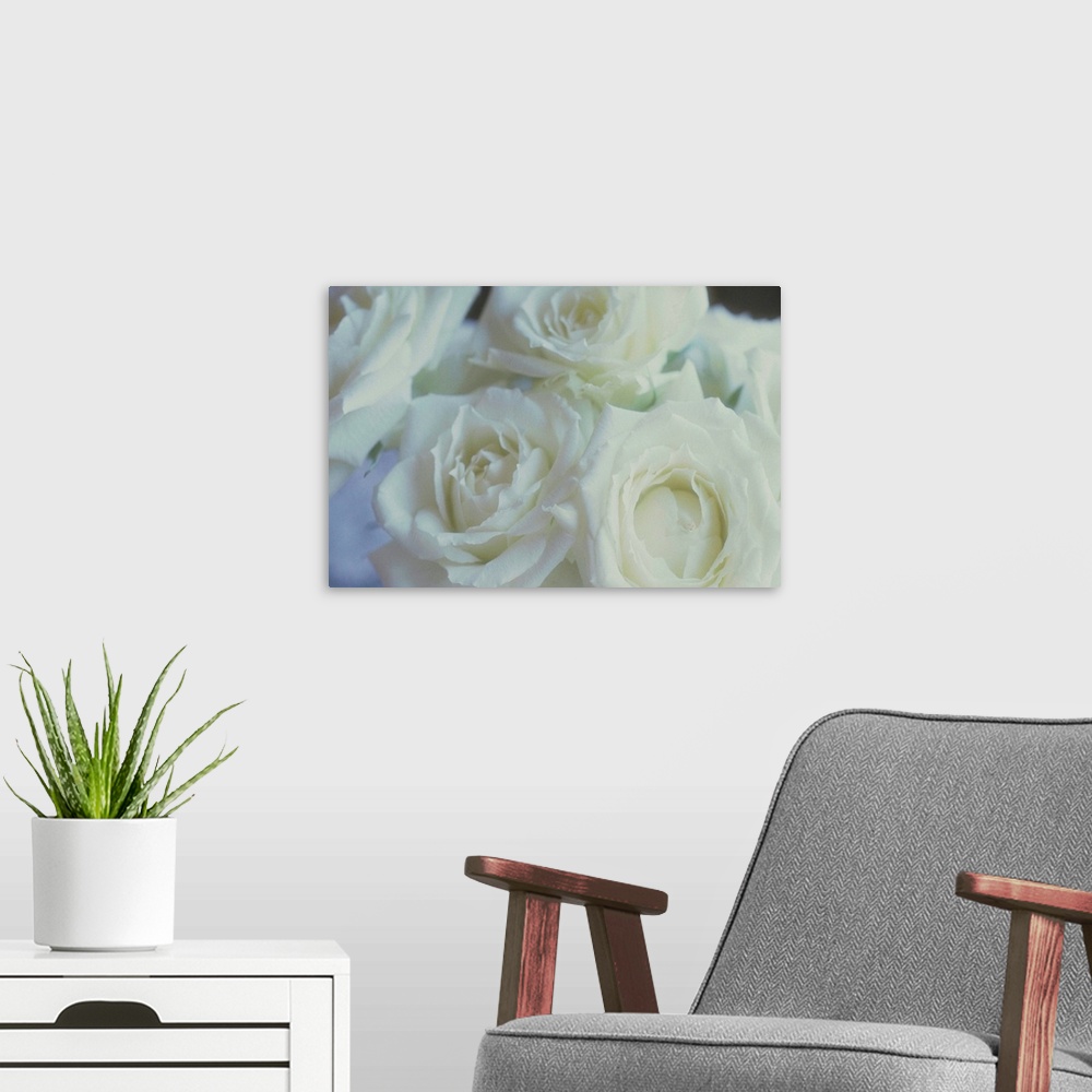 A modern room featuring Close-up of white roses