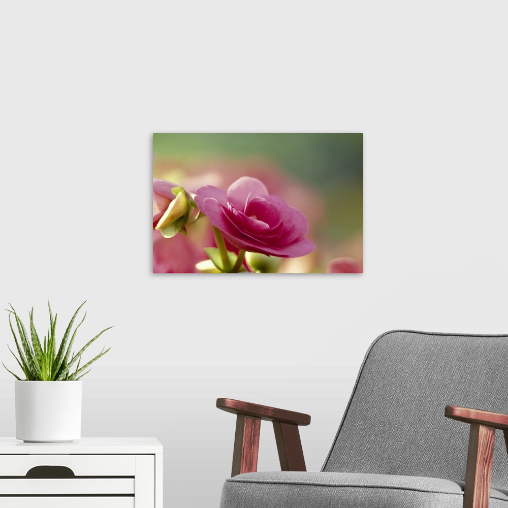 A modern room featuring This picture was taken closely of a single pink rose. The background is out of focus so the rose ...