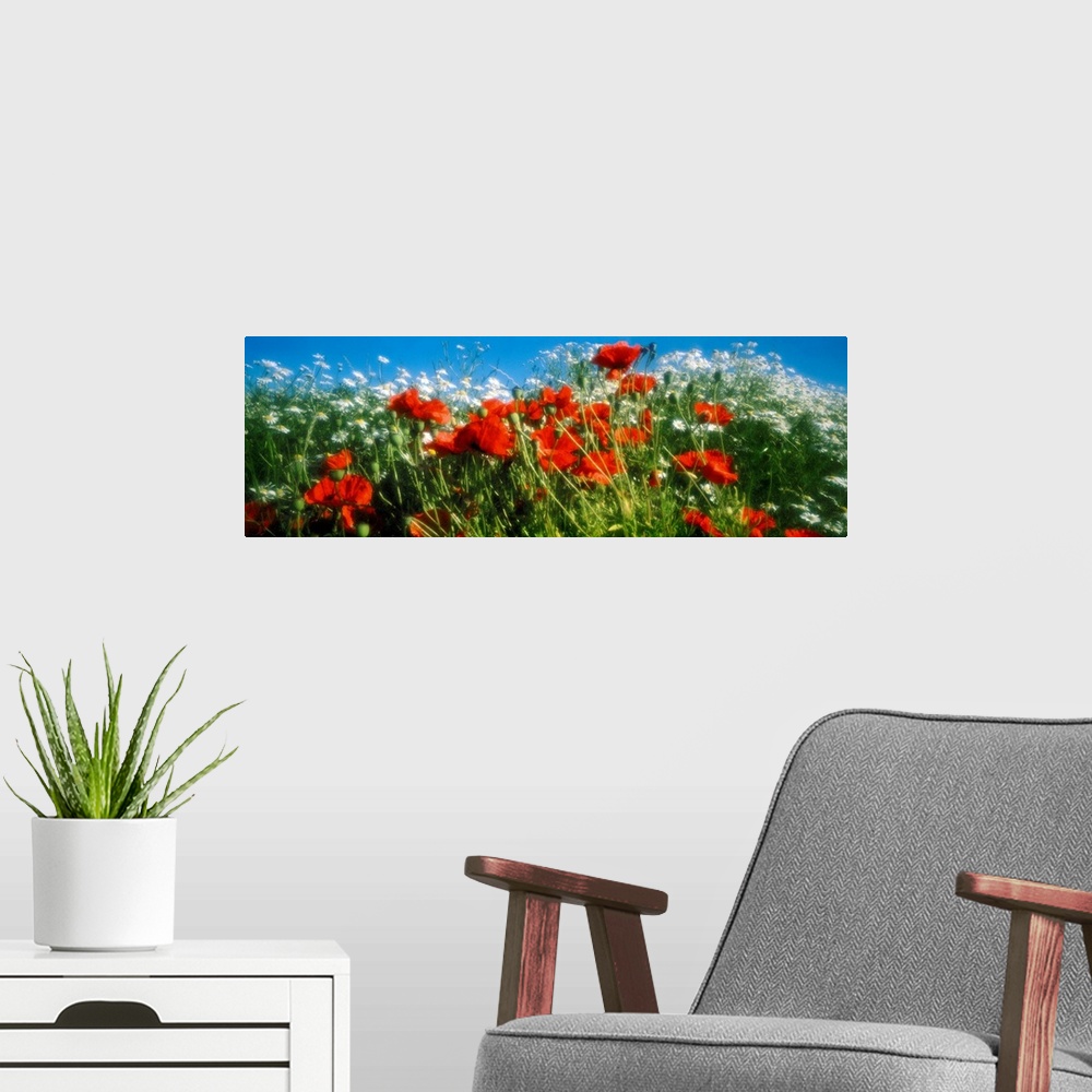 A modern room featuring This panoramic shaped wall hanging is a photograph of summer blooms and their stalks swaying in t...