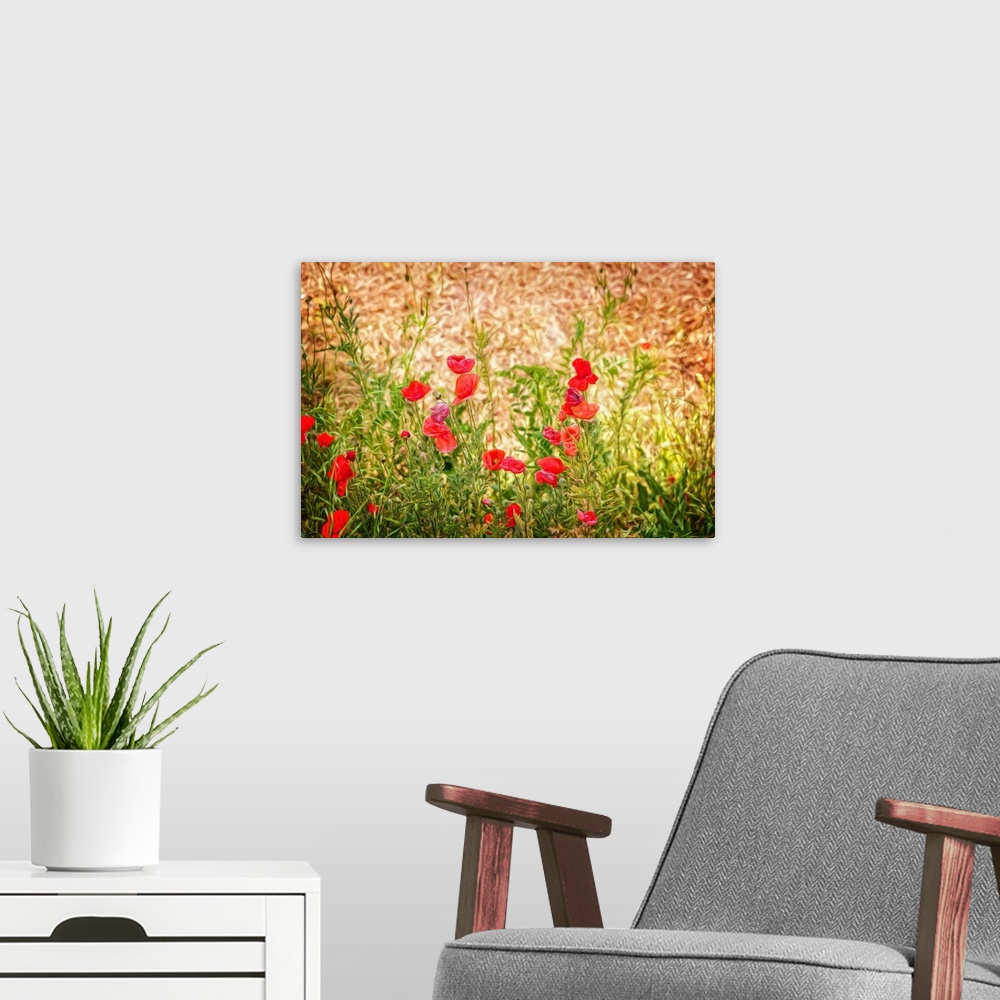 A modern room featuring Close-up of Wilting Poppies