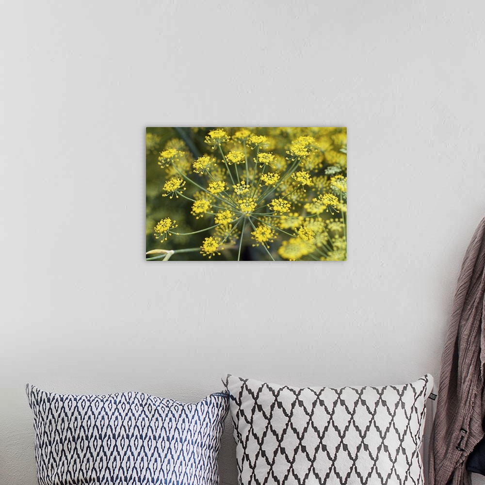 A bohemian room featuring Close-up of yellow flowers