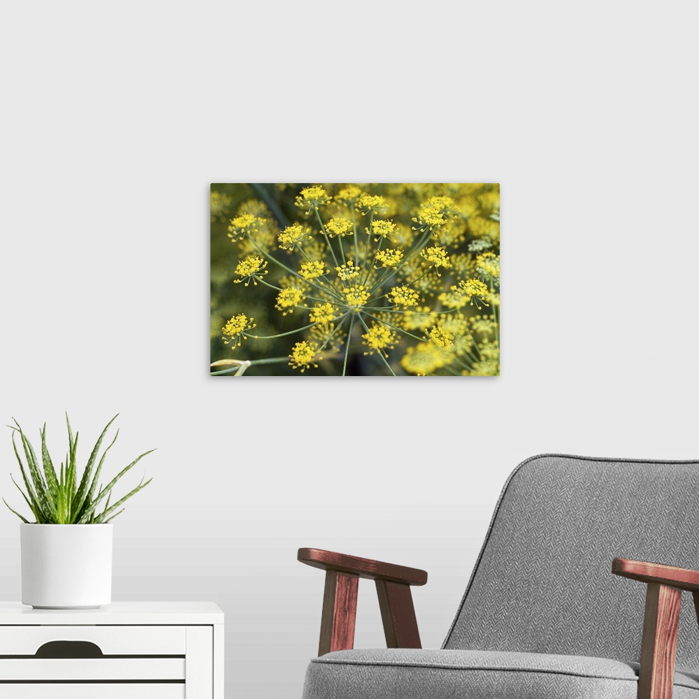 A modern room featuring Close-up of yellow flowers