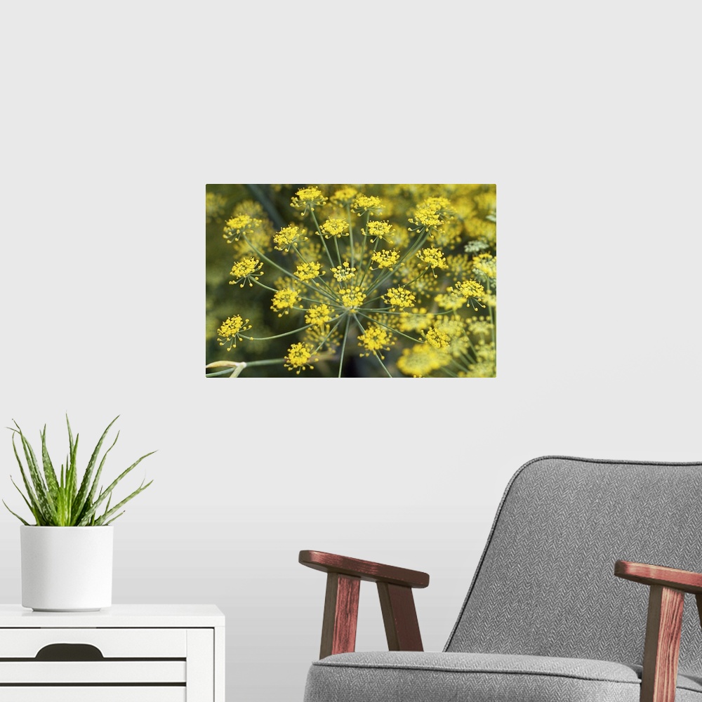 A modern room featuring Close-up of yellow flowers