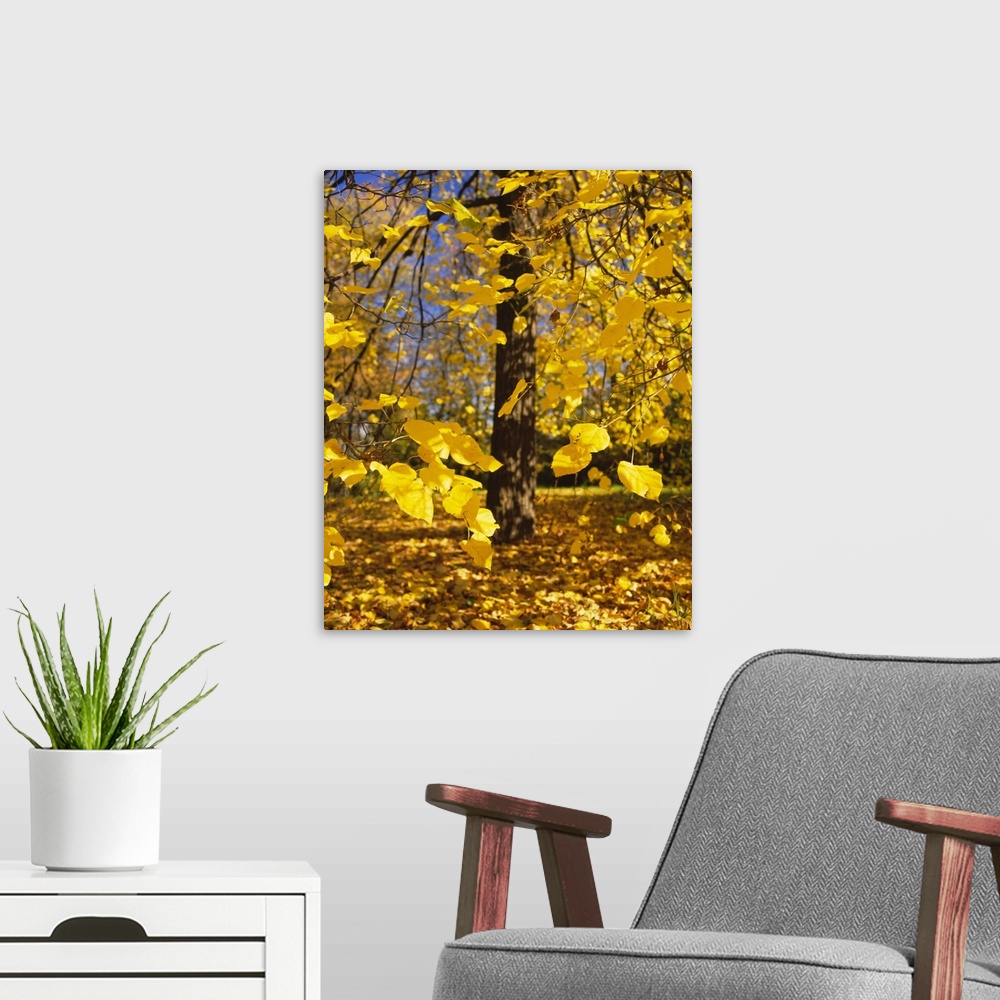 A modern room featuring Close-up of yellow leaves of a tree, Stuttgart, Baden-Wurttemberg, Germany