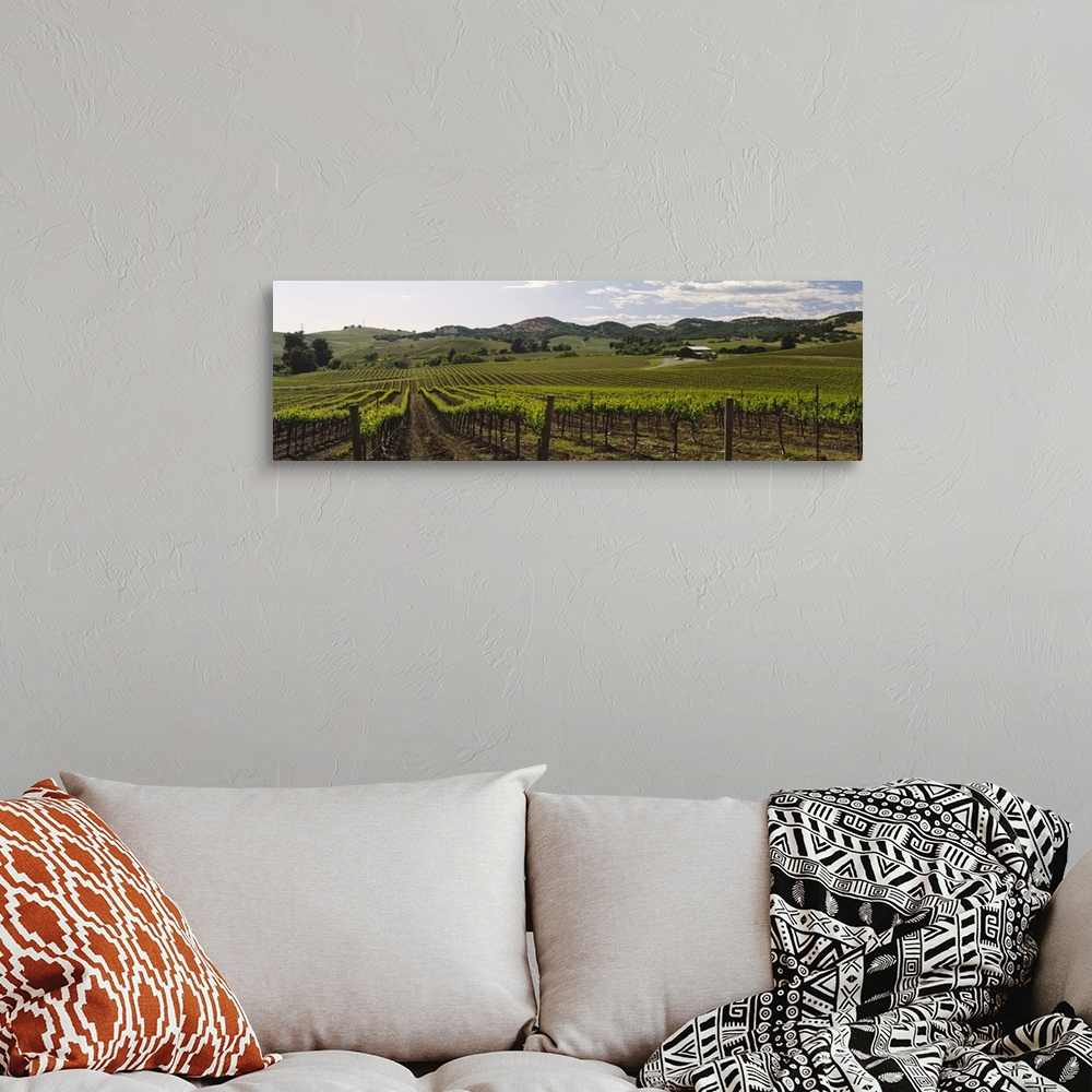 A bohemian room featuring Cloud over a vineyard, California