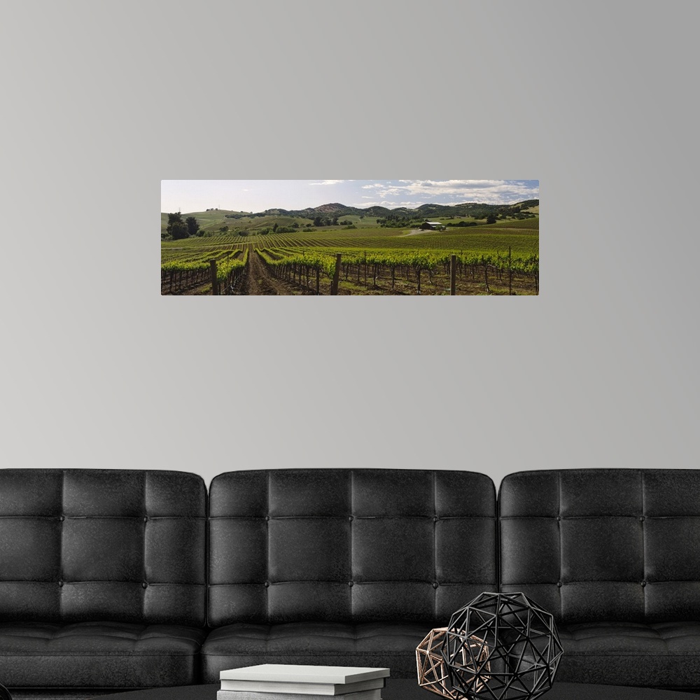 A modern room featuring Cloud over a vineyard, California