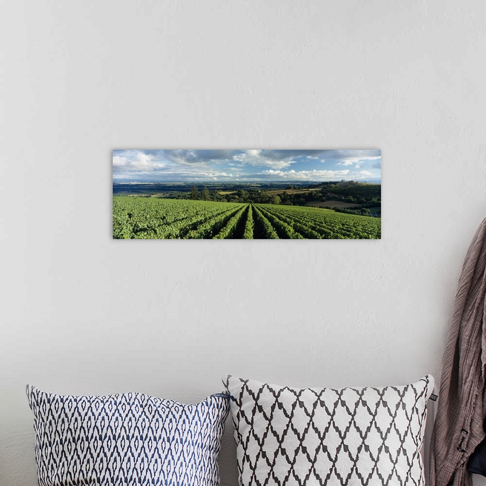 A bohemian room featuring Clouds over vineyards, Domaine Drouhin Oregon, Newberg, Willamette Valley, Oregon