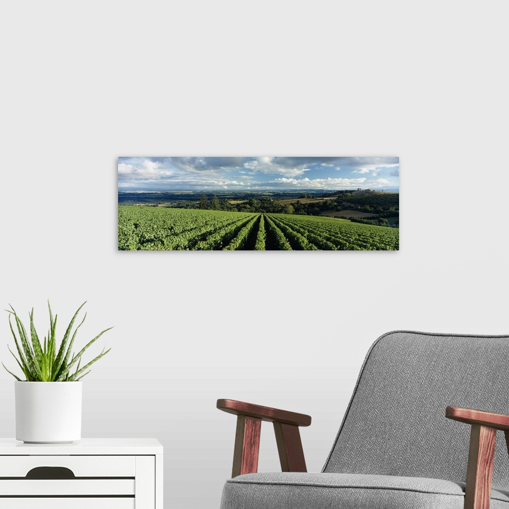 A modern room featuring Clouds over vineyards, Domaine Drouhin Oregon, Newberg, Willamette Valley, Oregon