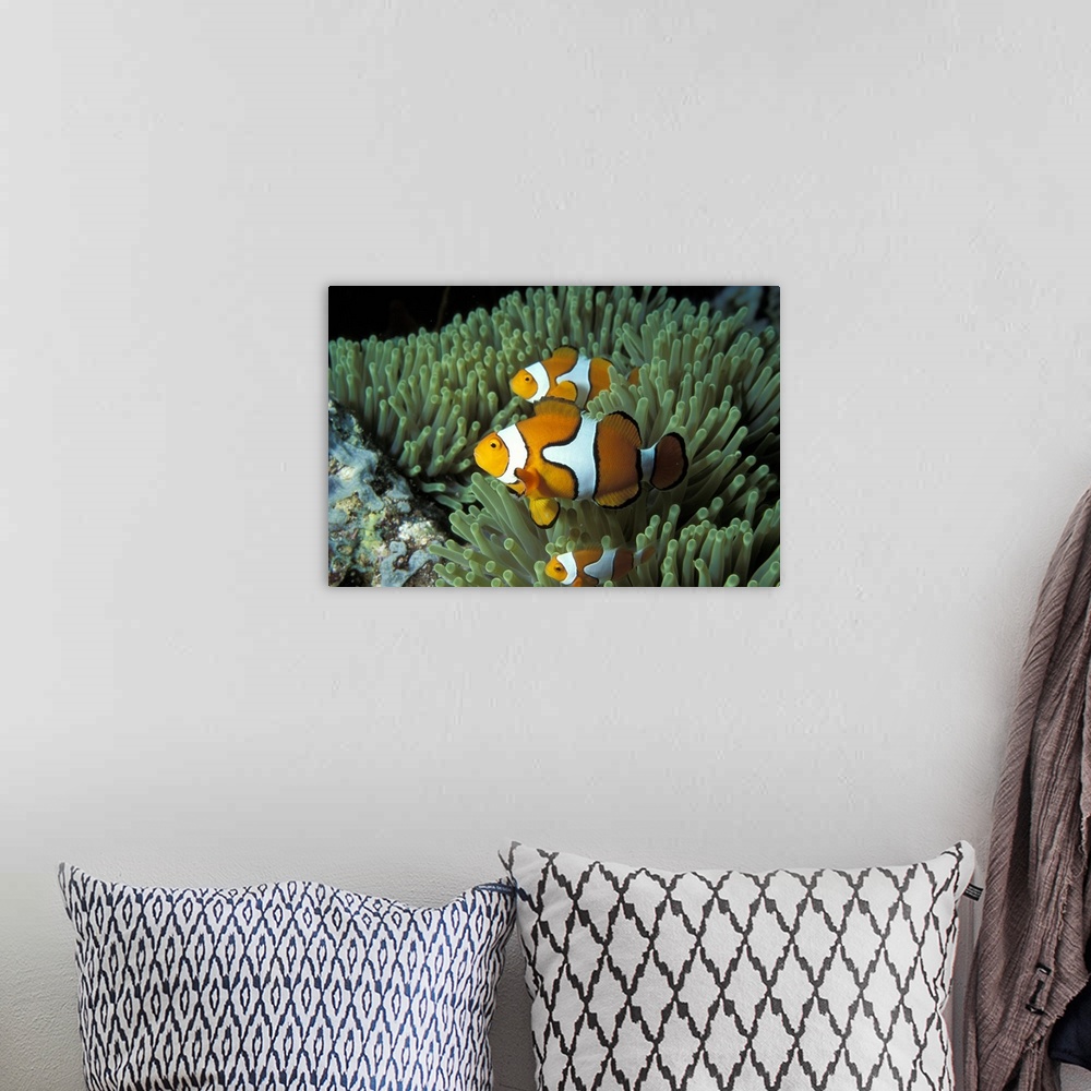 A bohemian room featuring This large artwork consists of several clown fish swimming through ocean vegetation.