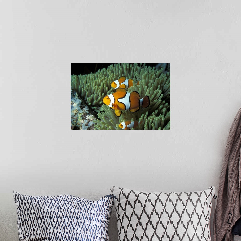 A bohemian room featuring This large artwork consists of several clown fish swimming through ocean vegetation.