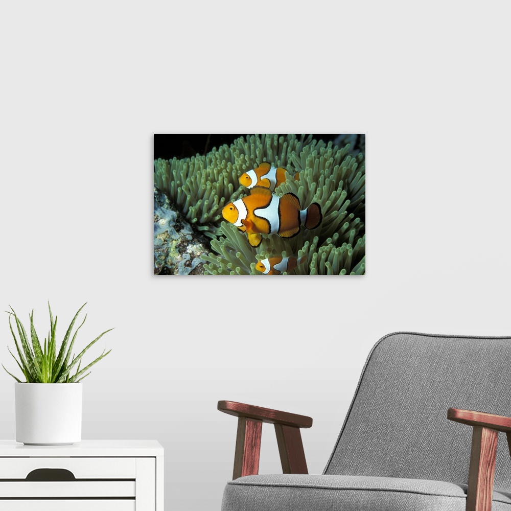 A modern room featuring This large artwork consists of several clown fish swimming through ocean vegetation.