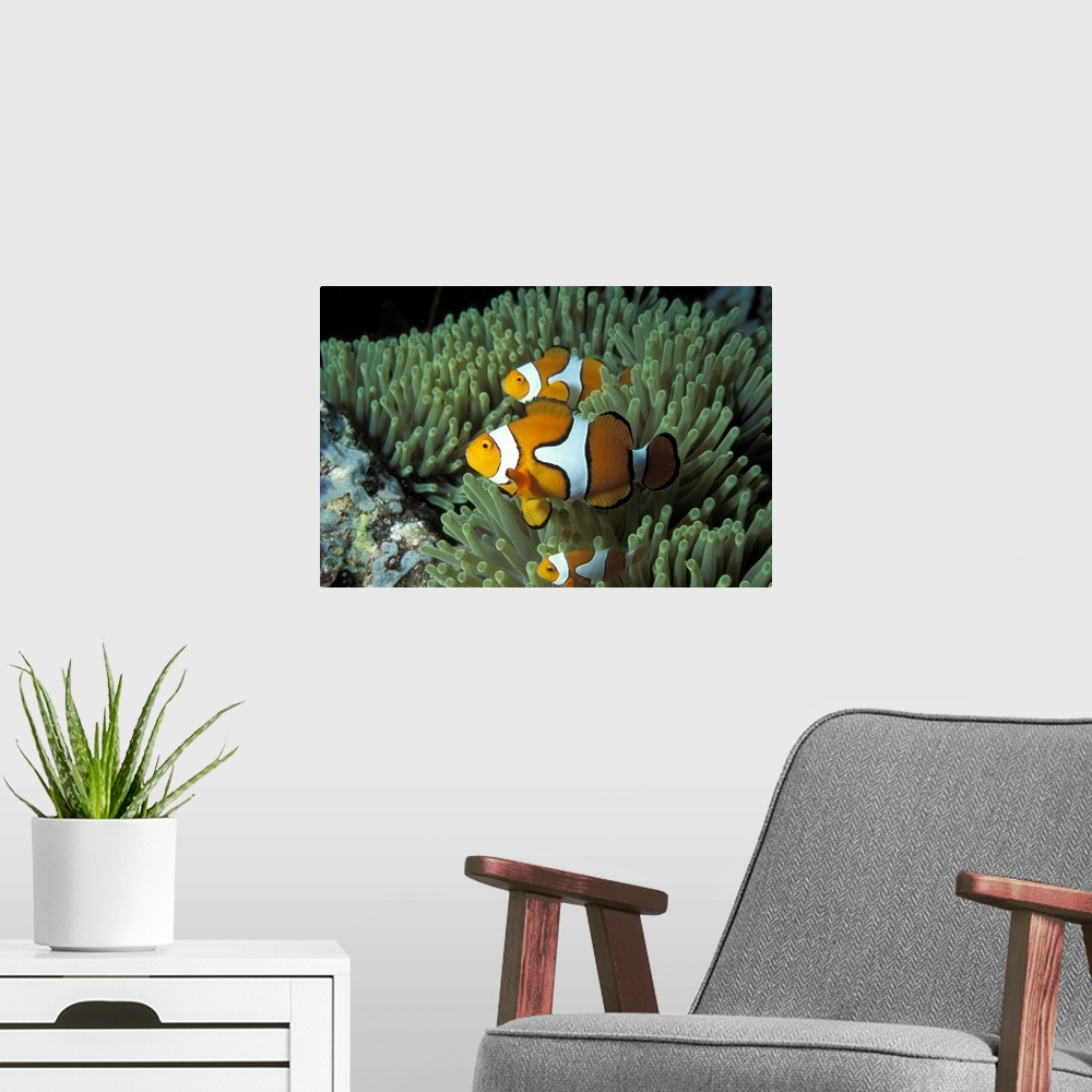 A modern room featuring This large artwork consists of several clown fish swimming through ocean vegetation.