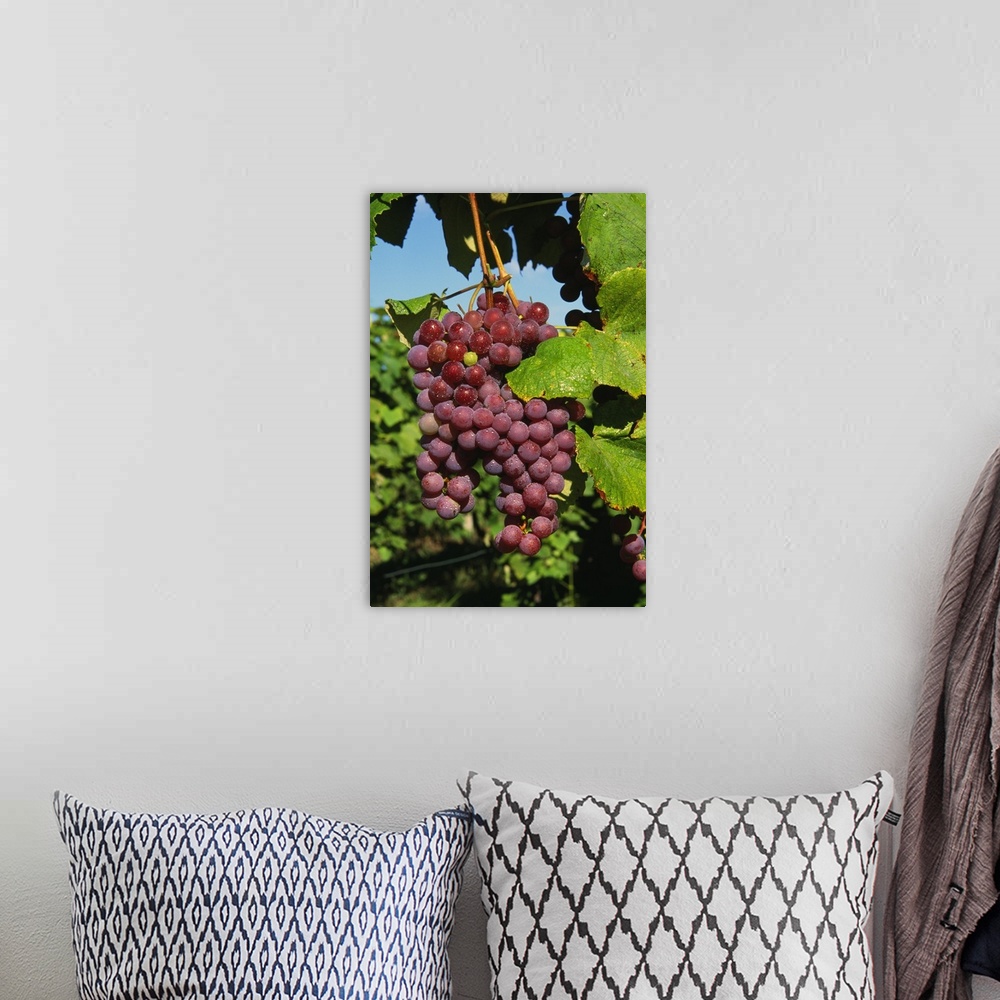 A bohemian room featuring Cluster of grapes ripe for harvesting, Finger Lakes Region, New York