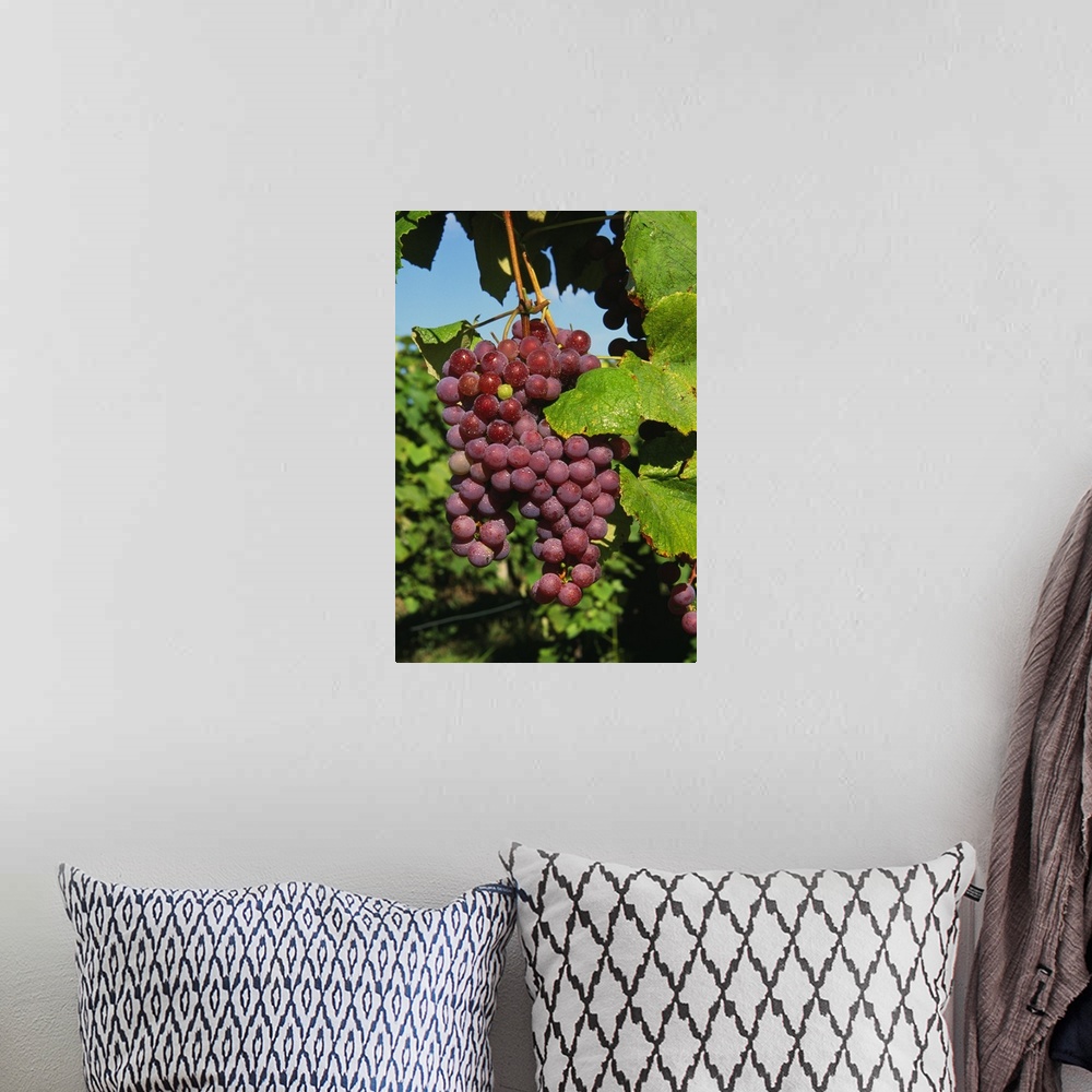 A bohemian room featuring Cluster of grapes ripe for harvesting, Finger Lakes Region, New York