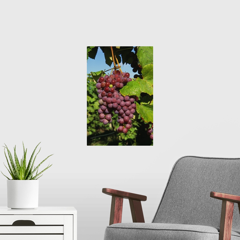 A modern room featuring Cluster of grapes ripe for harvesting, Finger Lakes Region, New York
