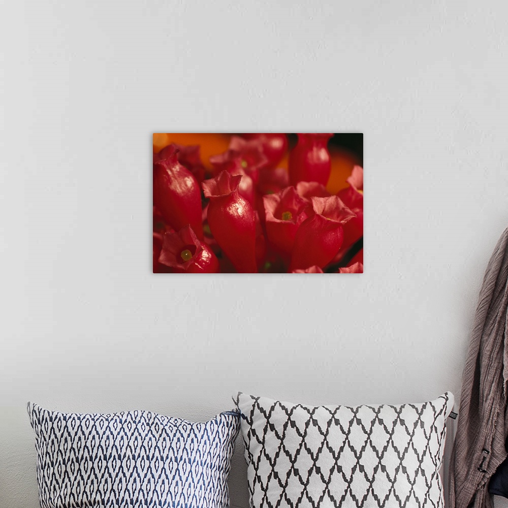 A bohemian room featuring Large photo on canvas of the up close view of flowers about to blossom.