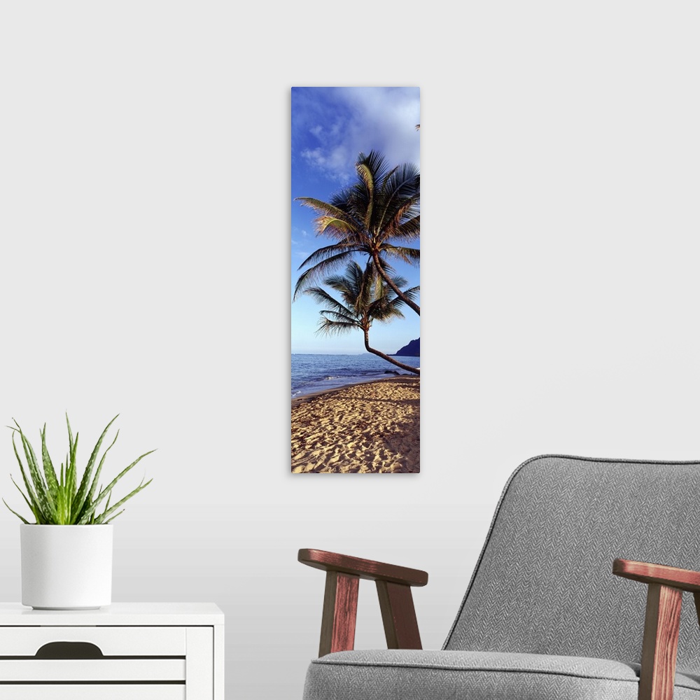 A modern room featuring Vertical panoramic image of crooked palm trees sticking out over a sandy beach on a clear day.