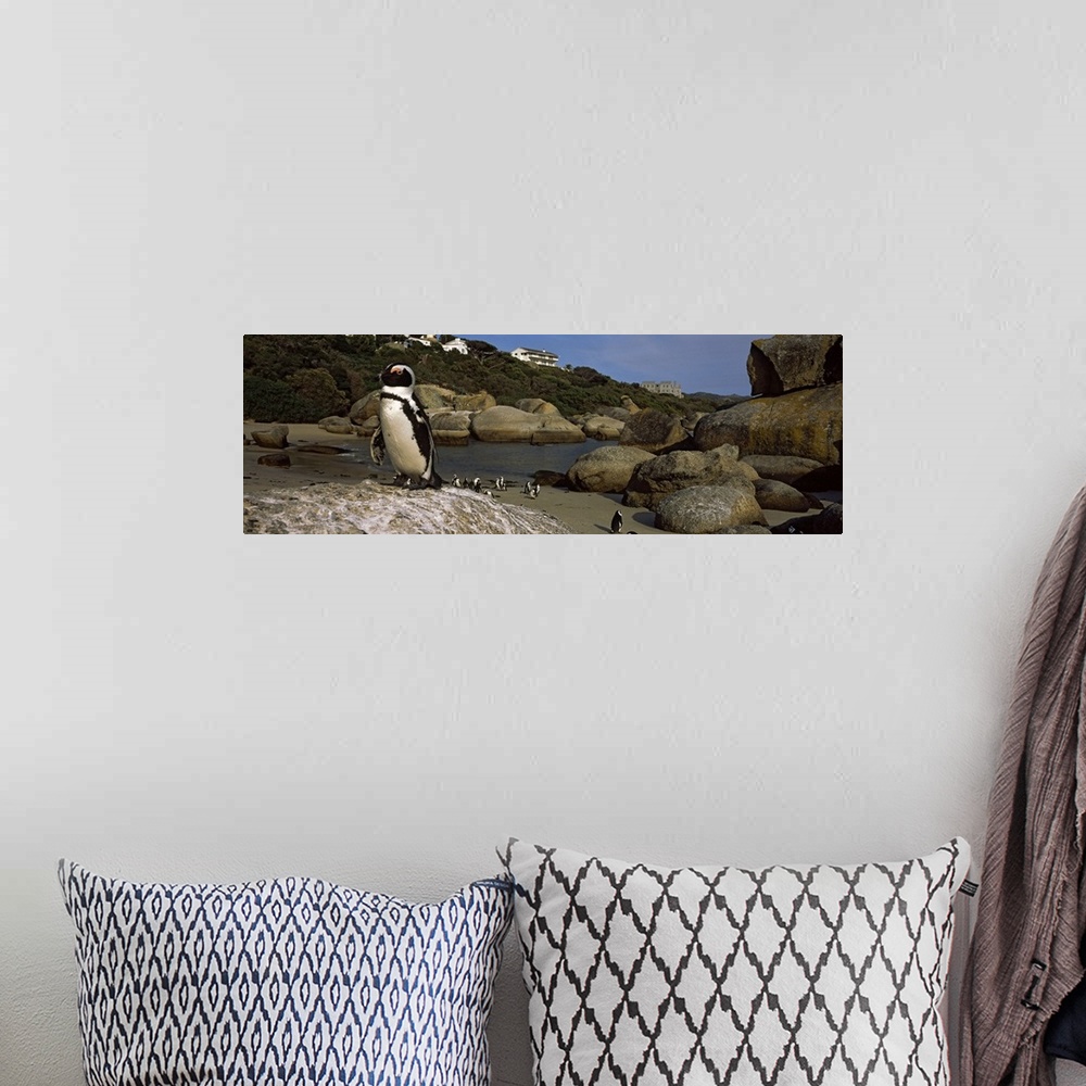 A bohemian room featuring Colony of Jackass penguins (Spheniscus demersus) on the beach, Boulder Beach, Cape Town, Western ...