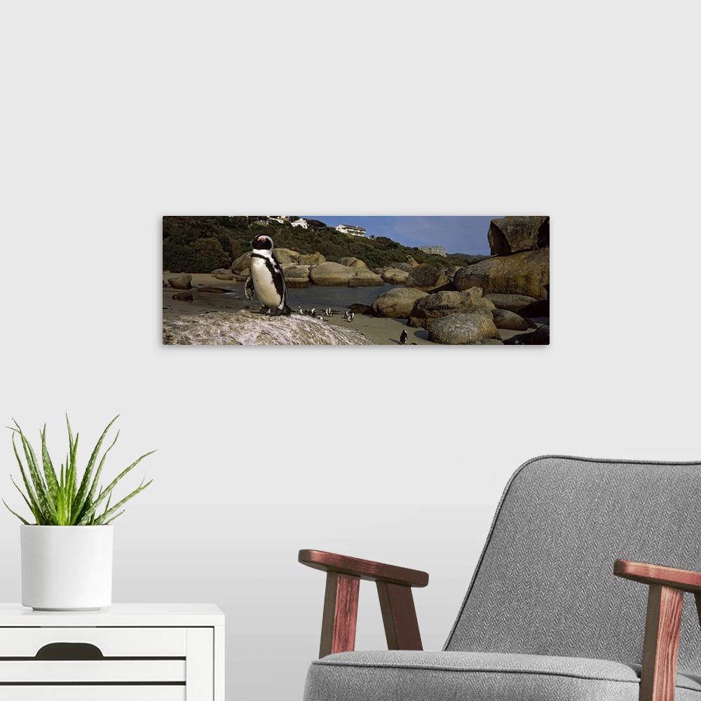 A modern room featuring Colony of Jackass penguins (Spheniscus demersus) on the beach, Boulder Beach, Cape Town, Western ...