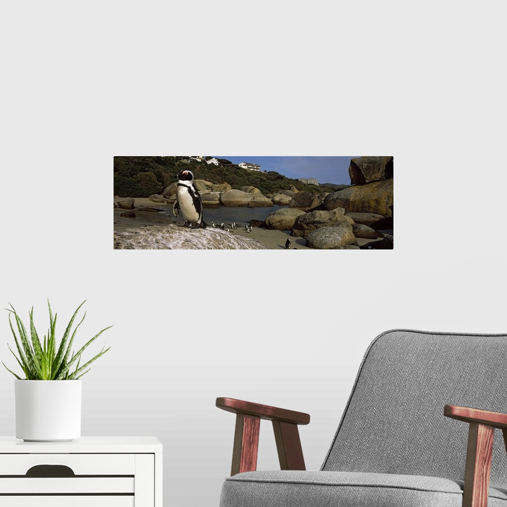 A modern room featuring Colony of Jackass penguins (Spheniscus demersus) on the beach, Boulder Beach, Cape Town, Western ...